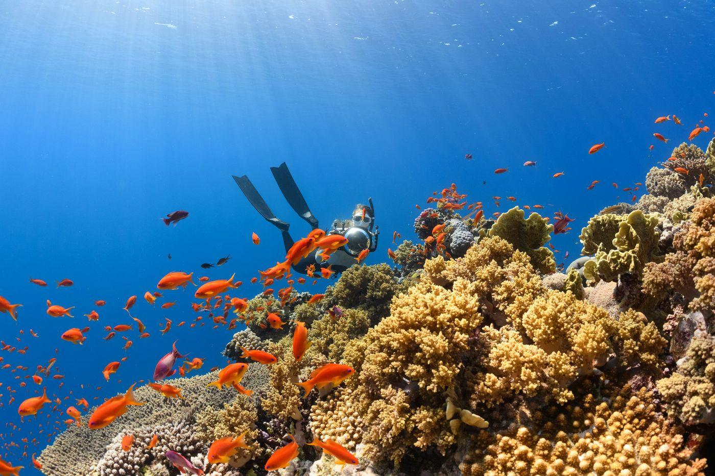 A diver swimming above a dense, brightly colored reef in clear water