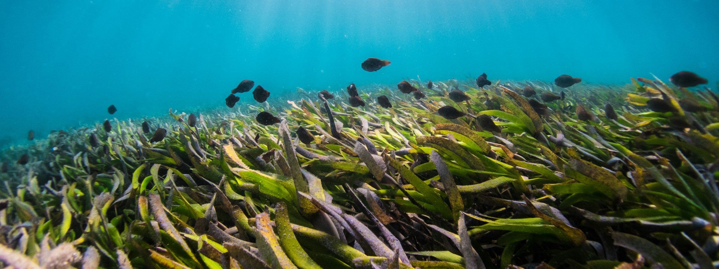 A seagrass meadow, underwater, in daylight. Stock photograph.