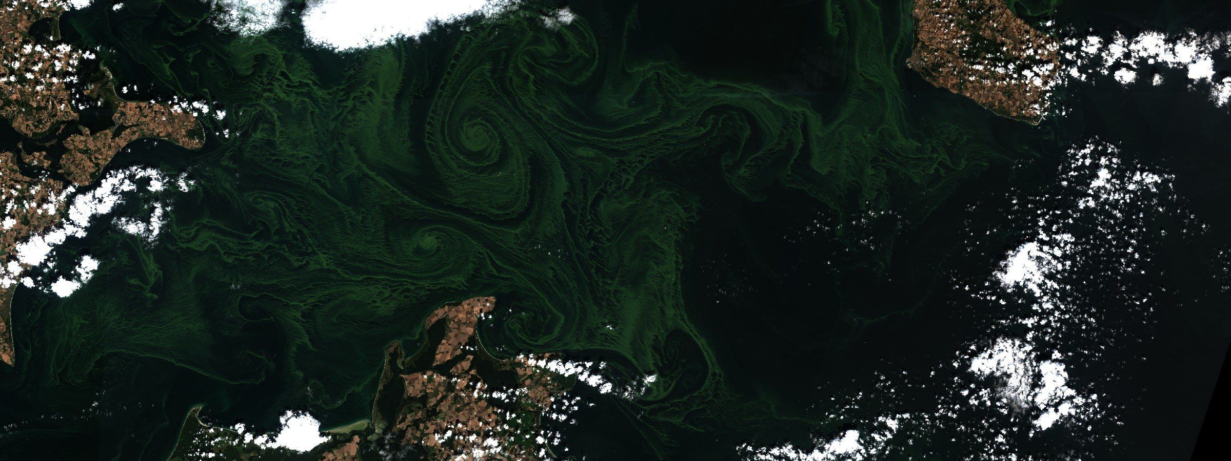 Sentinel-2 L2A surface reflectance, bands B04/B03/B02. The Arkona Basin in the western Baltic, between Rügen and southern Sweden, 8 August 2026. Surface colour shows where cyanobacteria gathered on the day. It does not show nitrogen fixed, toxin, or the oxygen debt below the halocline.