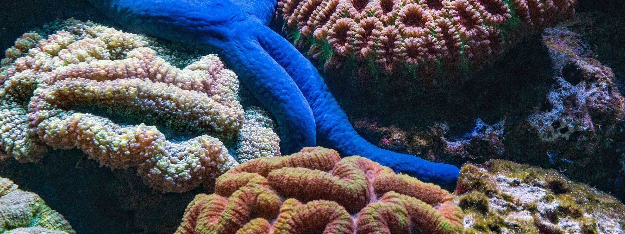 Hard corals on a reef, underwater. Stock photograph.