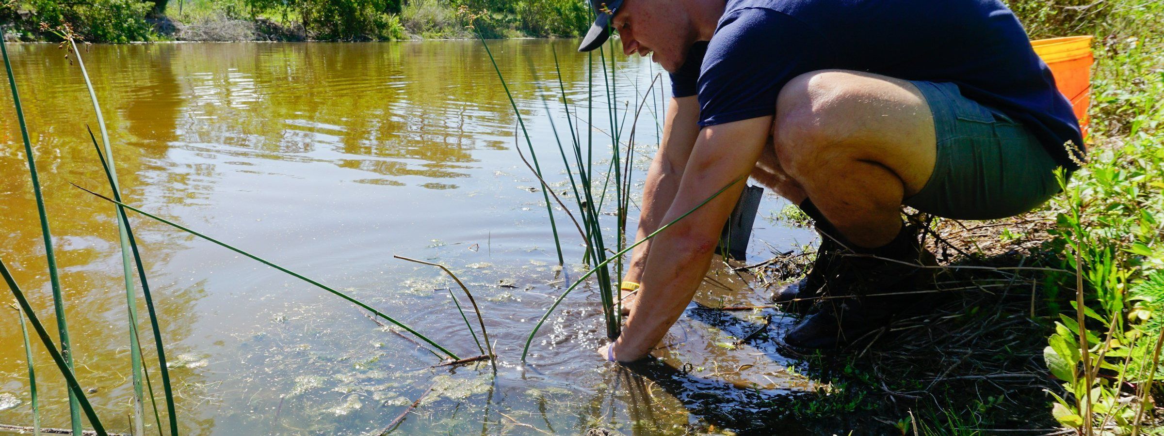 A person crouching at the edge of a pond to collect a water sample. Stock photograph.